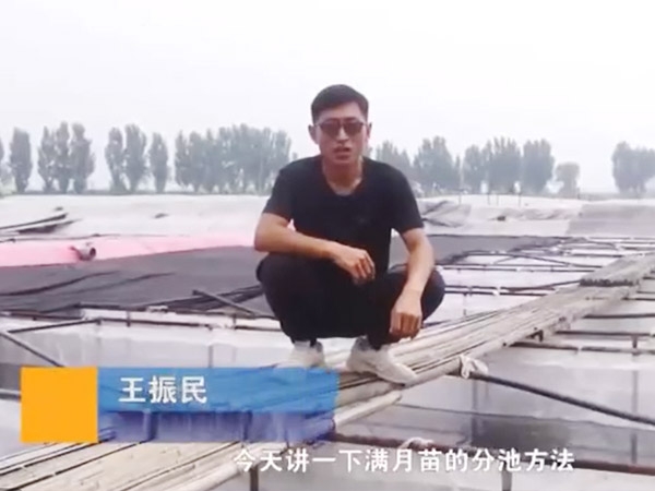 钱柜qg777满月苗的分池要领