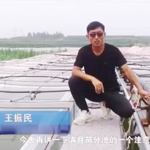 钱柜qg777满月苗的注重事项
