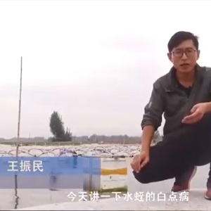 钱柜qg777白点病爆发涯纪律及防治要领